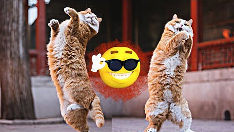 Cat Videos - Funniest Kitten😽 Compilation 😂 (Funny on tiktok)