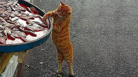 Funniest Cats And Dogs Videos 😺😍#83