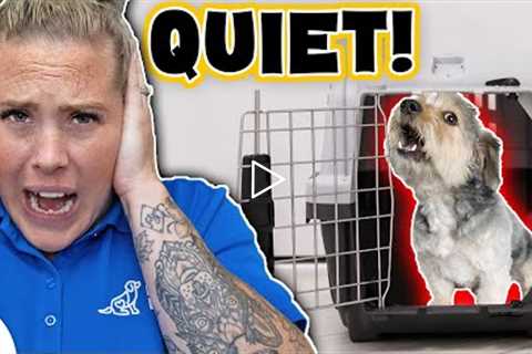 Stop Your Dog From Crying In Their Crate