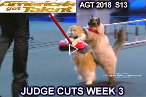The Savitsky Cats FULL PERFORMANCE New Cats & Tricks  America's Got Talent 2018 Judge Cuts 3 AGT
