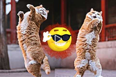 Cat Videos - Funniest Kitten😽 Compilation 😂 (Funny on tiktok)