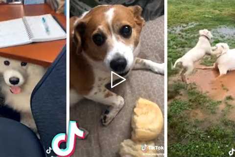 Best Compilation of Cute PUPPIES & Funny DOGS! 🐶🐶