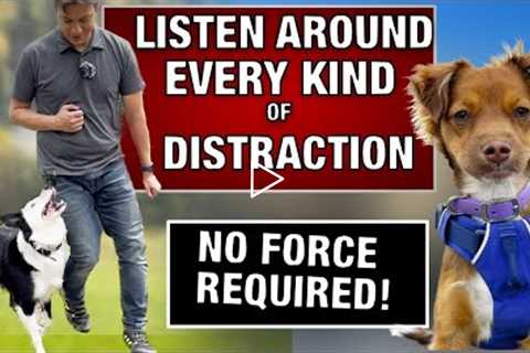 You Are Seconds From a Trained Dog! How I Train Every Dog to RESIST EVERY DISTRACTION