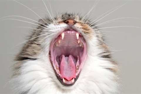 Yawning cats will make you laugh… inevitably!!