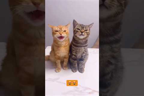 Two adorable kittens wishing you a happy Sunday #kittens #funnycatvideo #cutecats #meow #shorts