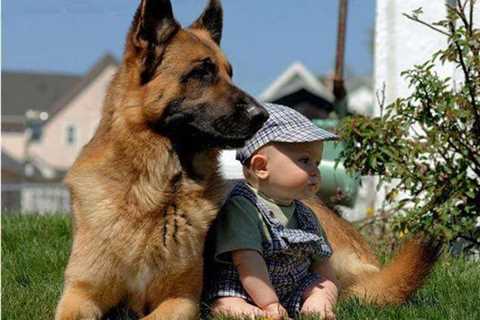 Do Not Scold Dog With Baby