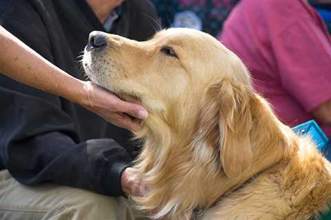 The Benefits of Adopting a Therapeutic Dog