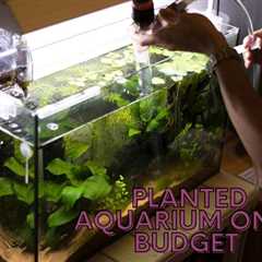 How to Create a Stunning Planted Aquarium on a Budget?