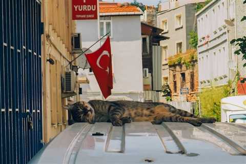 The Wonderful Relationship Between Istanbul and Its Cats!