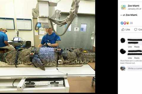 Zoo Miami’s Two Endangered Cuban Crocodiles Sedated To Determine If They Ate Plastic Bottle