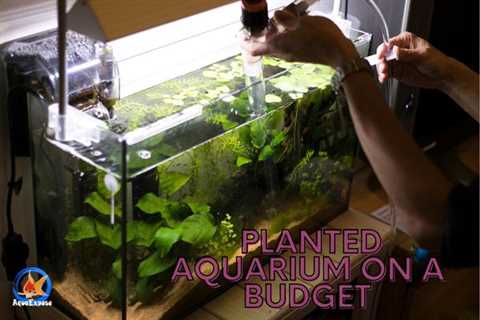 How to Create a Stunning Planted Aquarium on a Budget?