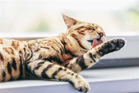 Cat Dermatitis: Treatment at Home