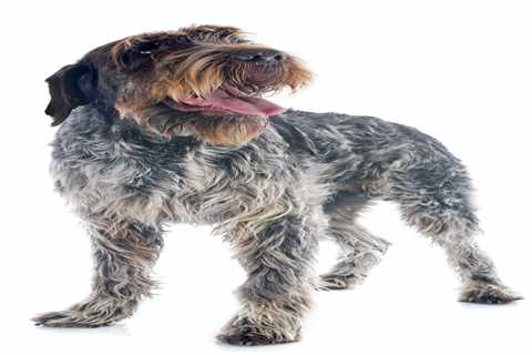 The History of Wirehaired Pointing Griffons: A Guide to the Breed