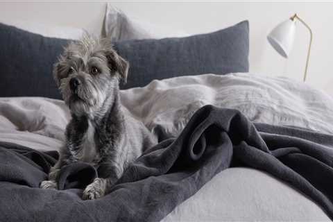 The Best Bedding for Pets: A Guide to Pet Care