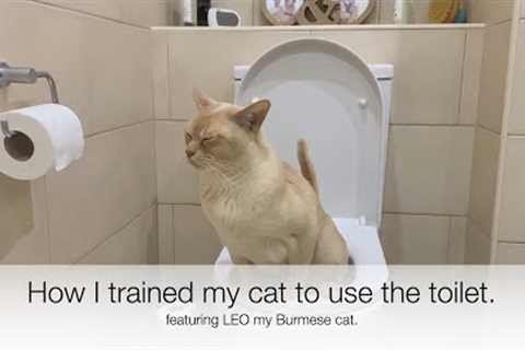 I TRAINED MY CAT TO USE MY HOUSEHOLD TOILET. Using the Litter Kwitter, it really works!