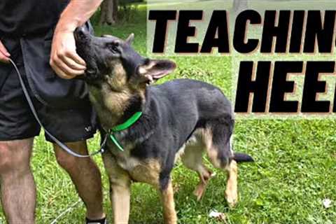 HOW TO Train Your Dog To HEEL! FIRST STEPS!