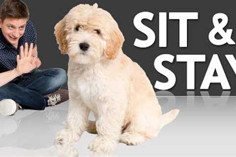 How to Teach your Puppy to Sit and Stay