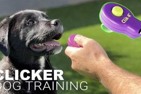 How to Train Your Dog with a CLICKER.