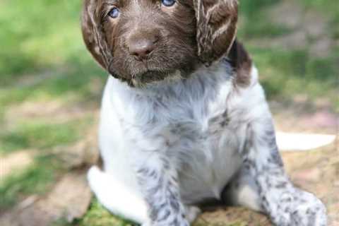 Caring for Wirehaired Pointing Griffon Puppies: A Guide for New Owners