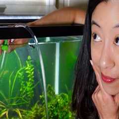 How often should I clean my fish tank?