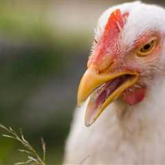 Do Chickens Have Tongues? A Look Beyond The Beak
