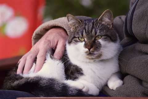 Caring for a Senior Cat: The Complete Guide