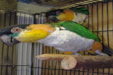 Are These Toys Safe for My Caique?