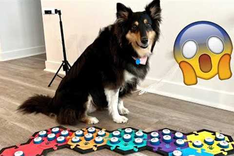 Talking Dog Buttons - Funniest, smartest, and BEST moments