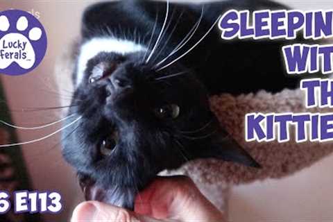Sleeping With The Kitties | S6 E113 | Training Feral Cats - Lucky Ferals Cat Videos