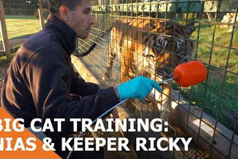 Big Cat Training: Nias the Sumatran Tiger & Keeper Ricky