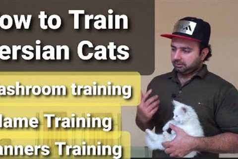 How to train your persian cats|washroom training | All types of trainings| urdu | Hindi