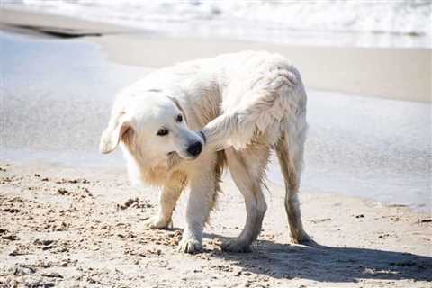 Dog Chasing Tail Obsession