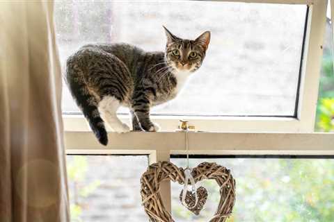 Is It Possible To Stop My Cat From Trying To Escape? 4 Easy Tips!