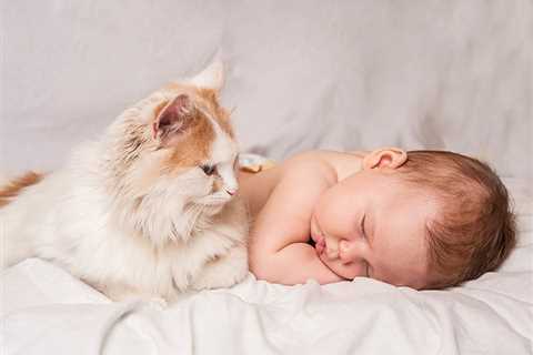 Can Cats and Babies Be Friends? (Caution: Cuteness Overload Inside!)