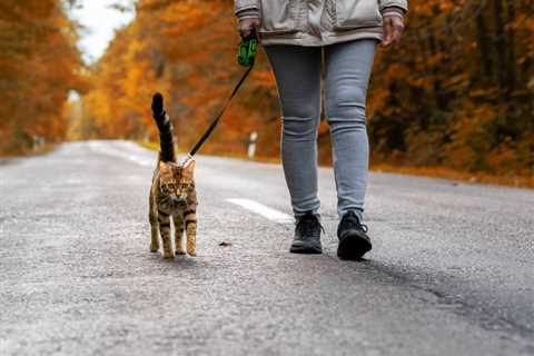 How To Train Your Cat To Walk On a Leash (Yes! It’s Possible!)