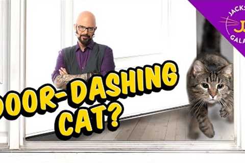 Tips on helping prevent Door-Dashing cats!