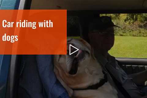 Car riding with dogs
