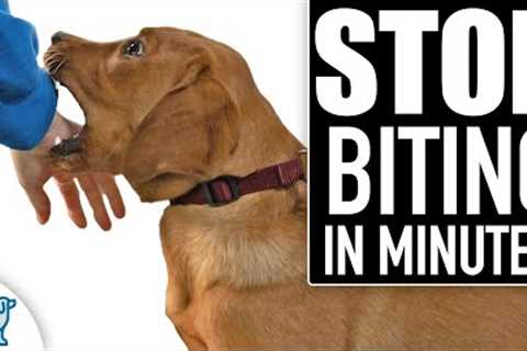 🛑 STOP Puppy Biting Fast! Everything You NEED To Know