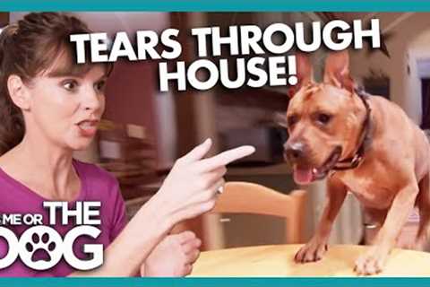 OUT OF CONTROL Dog Tears Through House | It''s Me or The Dog
