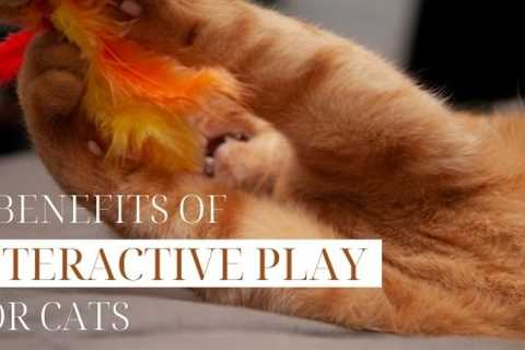 7 Benefits of Interactive Play for Cats
