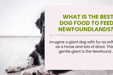 What is the best dog food to feed Newfoundlands?