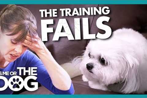 Training Fails as Dog''s Trust ''Cannot be Salvaged'' |  It''s Me or The Dog