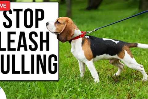 10 Tips To FIX Your Leash Walking Training (For Dogs That Pull)