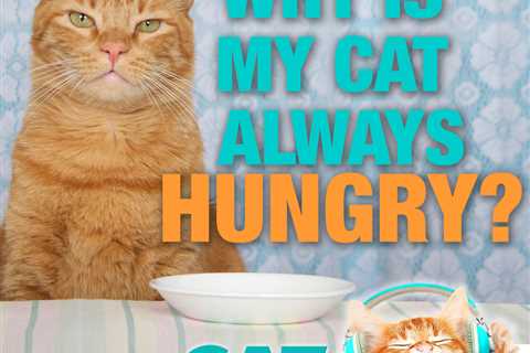 Why Is My Cat Always Hungry?