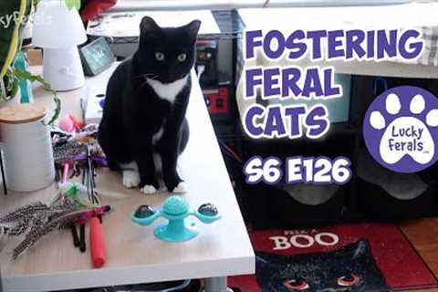 Gates Day 10, Fostering Feral Cats | S6 E126 | Training Feral Cats, Introducing Cats