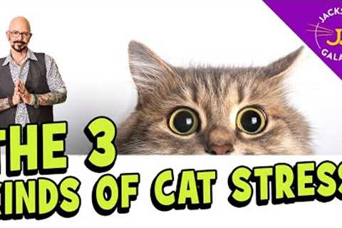 Cat Stress: What You Need to Know!