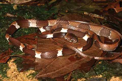 Snake Species New to Science Discovered In Central Panama