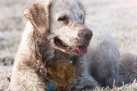 Why Does My Golden Retriever Smell?