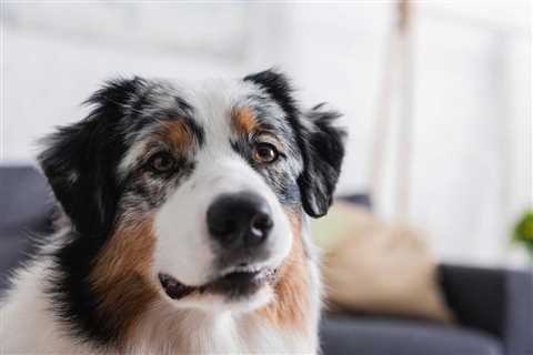 What Can I Expect From An Australian Shepherd Husky Mix?