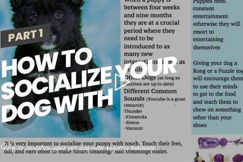 How to socialize your dog with reactive behavior